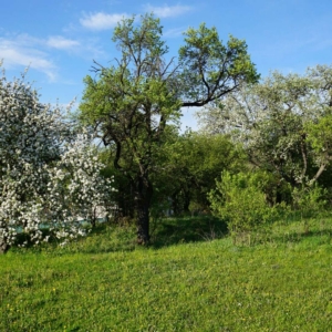 Pozemky na predaj_Dulice1